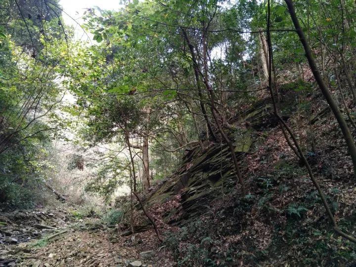 两会之声｜刘銮鸿：上海有一流营商环境，长远来看肯定会加大投资